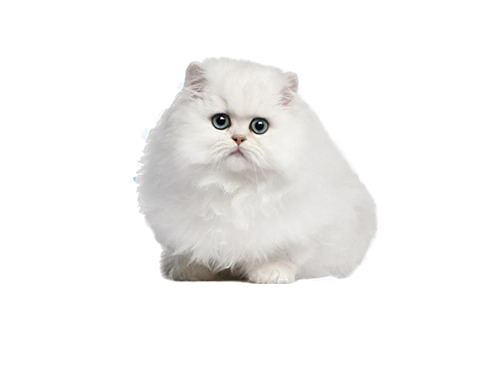 高清白色波斯猫PNG透明图片，动物设计素材，免费下载