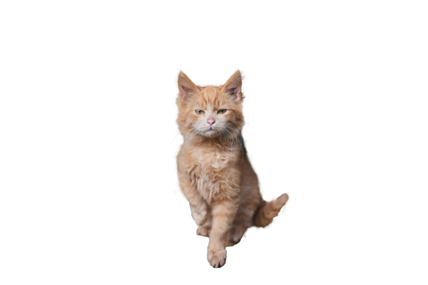 高清可爱小猫PNG素材，透明免扣动植物元素，下载设计无忧
