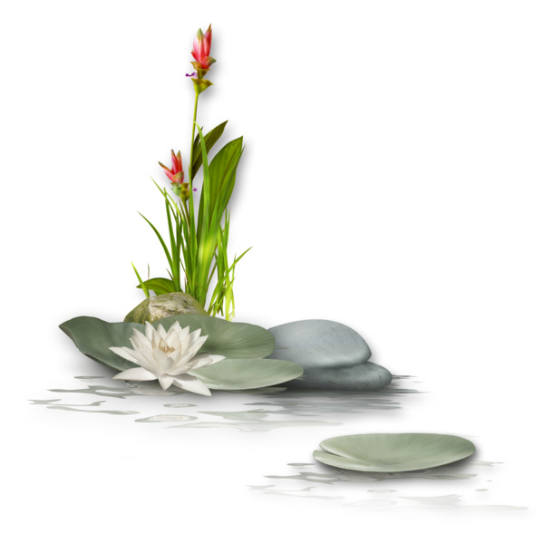 高清荷花PNG素材，透明漂浮花瓣图片，设计元素下载