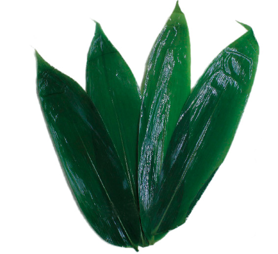 四片深绿粽子叶PNG透明图片，高清装饰元素，植物设计素材下载