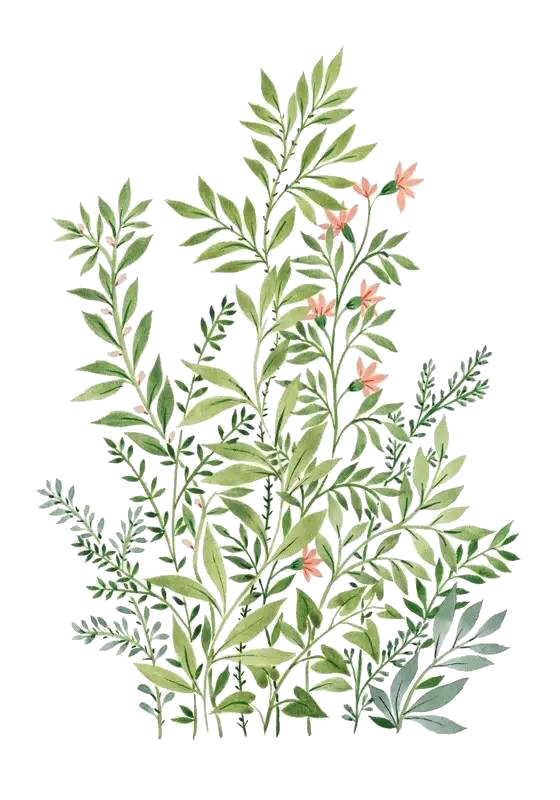 手绘绿叶花卉PNG素材，高清透明动植物元素，设计必备下载
