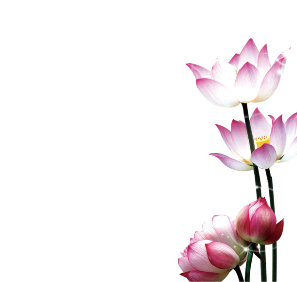 中秋节高清PNG荷花素材，透明背景节日图片，免费下载设计元素