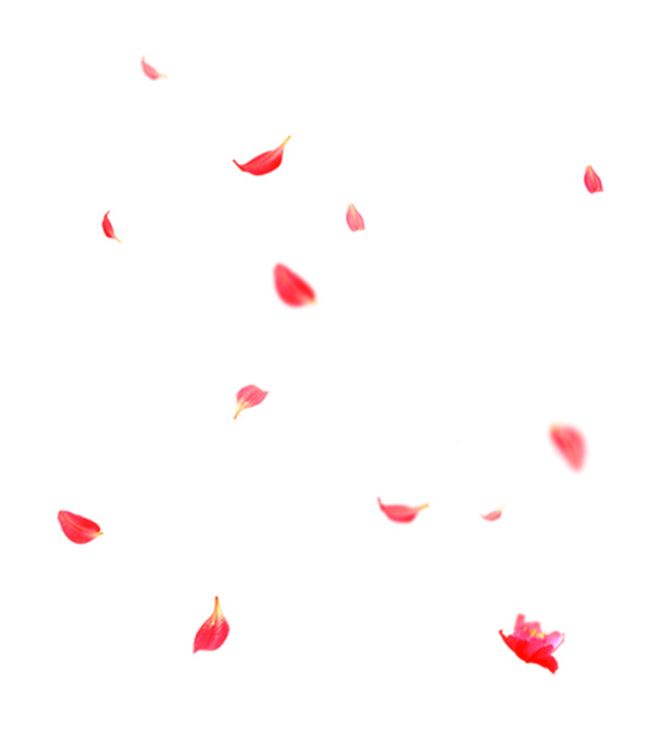 高清PNG透明素材，红色花瓣漂浮元素，免费下载设计资源