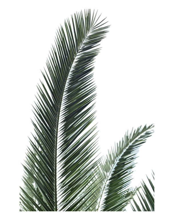 电商装饰素材，叶子高清PNG/PSD动植物元素，透明图片免费下载
