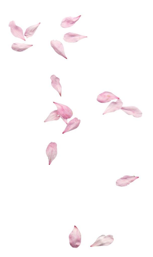 高清PNG透明花瓣插画素材，漂浮元素设计，免费下载