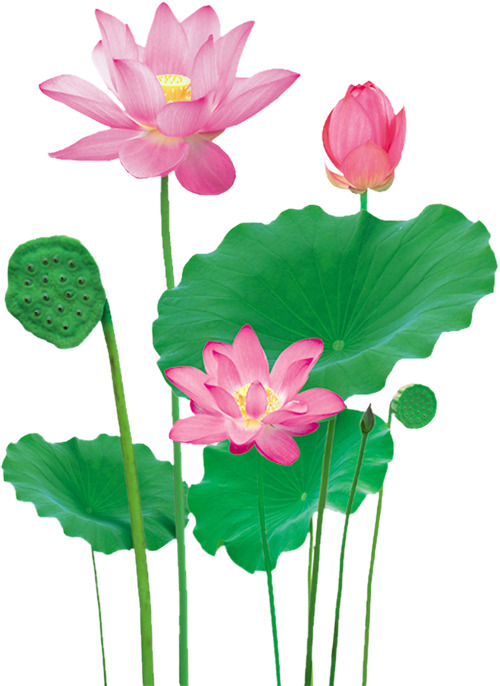 手绘荷花大荷叶PNG透明图片，高清漂浮元素叶子设计素材下载
