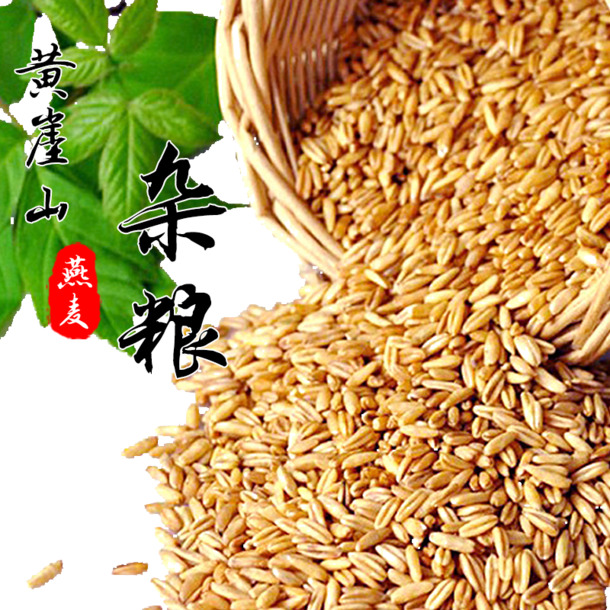 天猫食品燕麦PNG透明图，高清装饰元素，植物图片设计素材免费下载