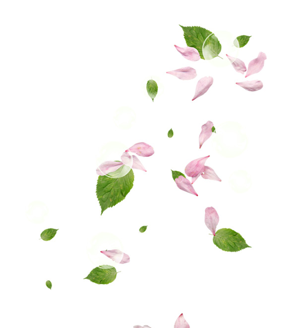 花瓣PNG透明图，高清漂浮元素设计素材，免费下载