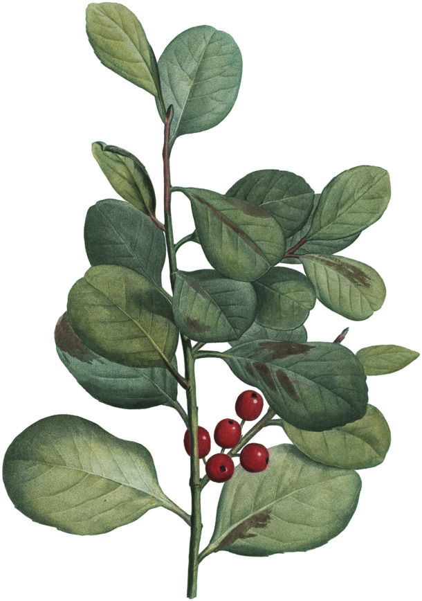 高清PNG透明绿色植物叶子枝叶，动植物元素设计素材下载
