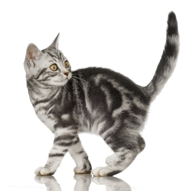 宠物小猫PNG透明图，动植物元素高清素材，免费下载