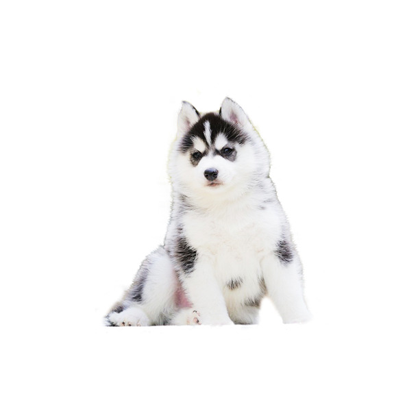 二哈幼犬高清PNG透明图片，动植物元素设计素材，免费下载