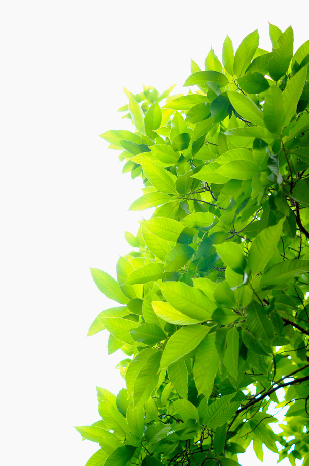 绿色植物高清PNG素材，清新绿叶透明背景，摄影风景图片设计必备