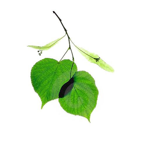 高清PNG菩提树叶图片，透明动植物元素，植物设计素材下载