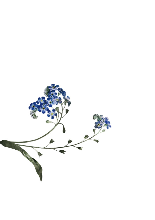 国潮古风小蓝花PNG透明图，植物装饰元素设计素材，高清下载