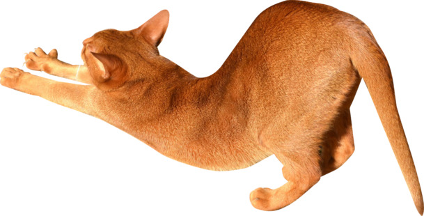 伸懒腰黄猫PNG透明图，动物元素设计素材免费下载