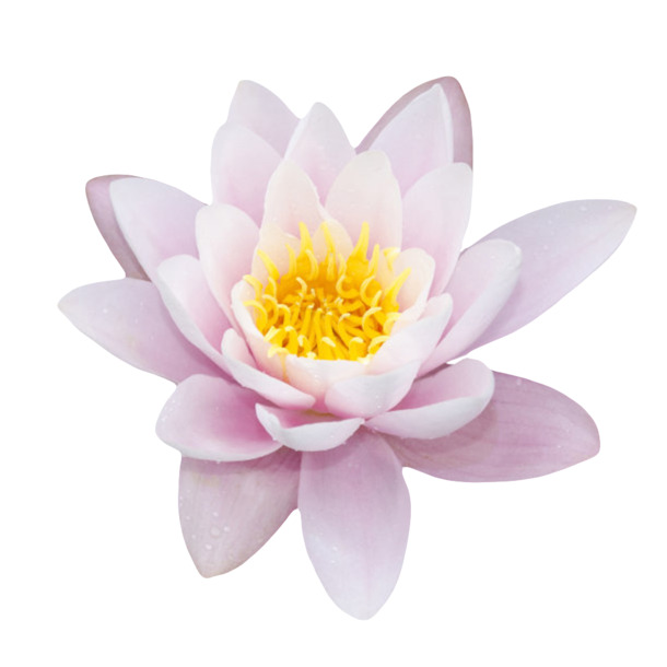 粉白莲蓬水芙蓉PNG透明图片，纯洁花瓣漂浮元素，高清设计素材下载