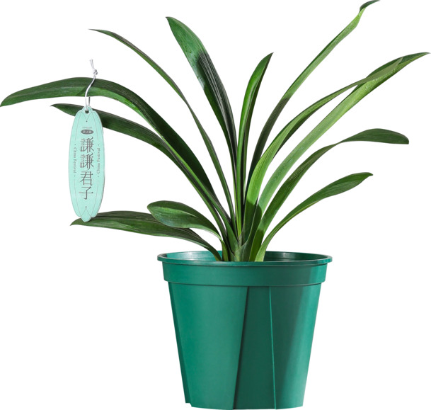 绿色君子兰加仑盆PNG透明图片，动植物元素植物设计素材高清下载