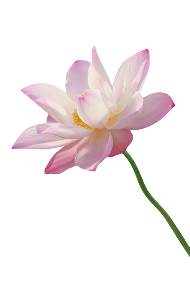印度国花水芙蓉，纯洁粉红，高清PNG透明图片，花瓣漂浮元素，设计素材下载