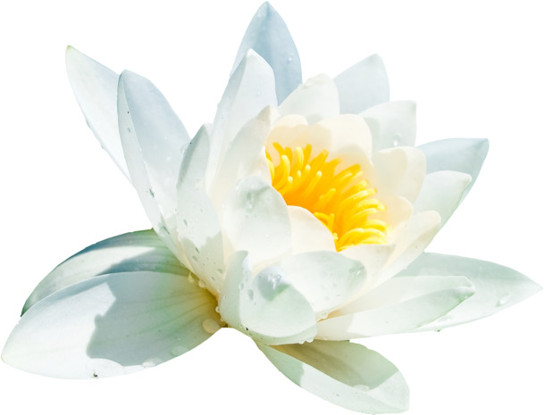 莲花PNG透明图片，高清植物装饰元素，设计素材免费下载