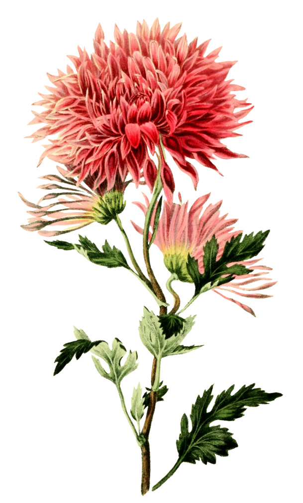 复古手绘植物花卉矢量插画，高清PNG透明图片，动植物元素丰富，设计素材下载