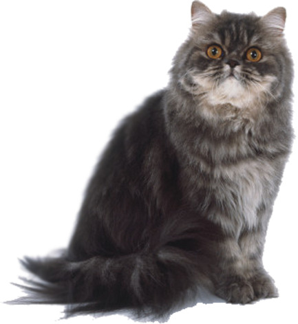 猫咪宠物展板高清PNG透明图片素材，动物装饰元素，免费下载