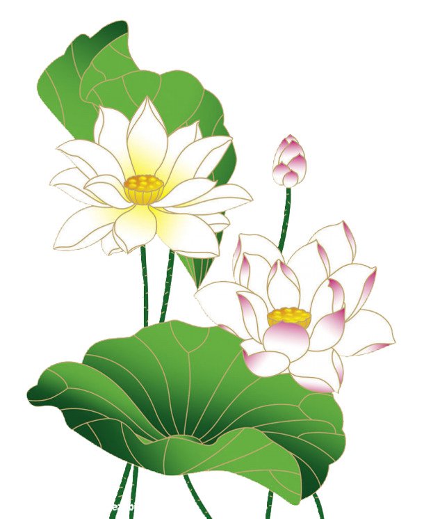 手绘荷花PNG素材，高清透明图片，含莲子、花苞、荷叶，创意漂浮叶子元素，设计素材下载