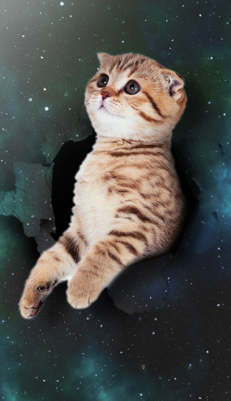 破天猫咪仰望星空，高清PNG透明背景，卡通手绘图片素材下载