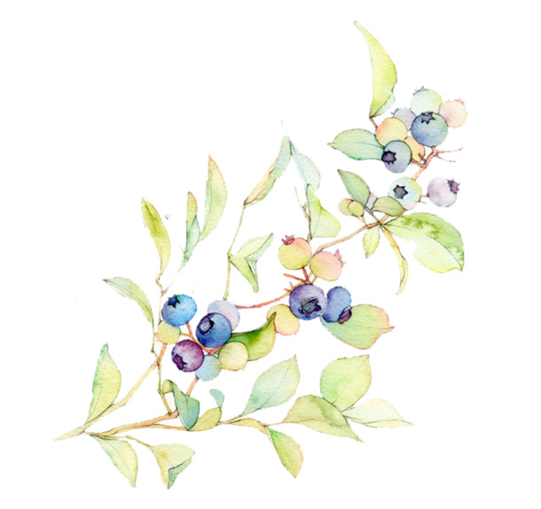 手绘水墨蓝莓插画，高清PNG透明图，卡通手绘元素，设计素材下载