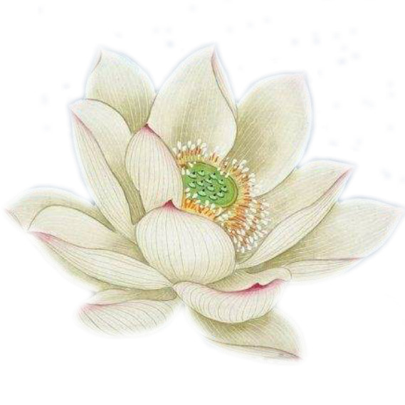 工笔画白色睡莲PNG透明图片，手绘卡通元素，高清设计素材下载