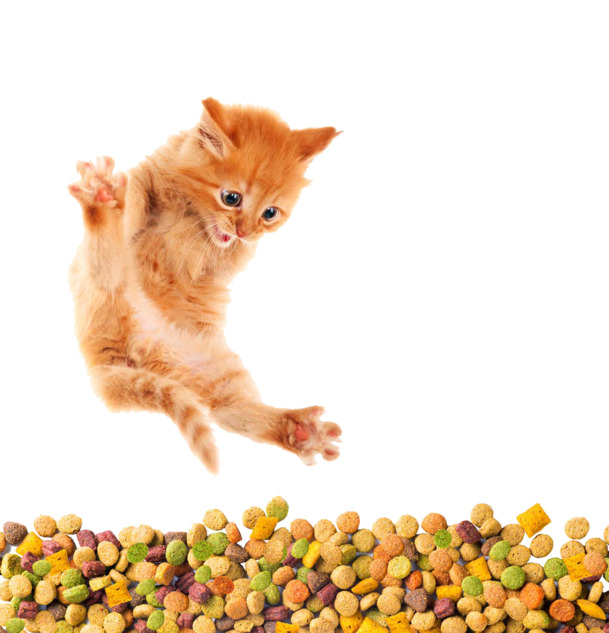 创意猫粮PNG透明图，动植物元素设计素材，高清下载