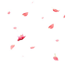 高清PNG透明漂浮花瓣图片素材，设计元素下载