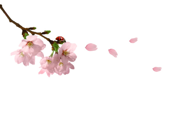 樱花高清PNG透明图片，花枝花瓣漂浮元素，免费下载设计素材