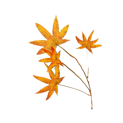 秋意浓情，枫叶翩翩，高清PNG动植物元素，植物设计素材免费下载