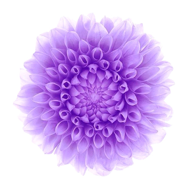 唯美紫色花圈PNG透明图片，清新花瓣漂浮元素，高清设计素材下载