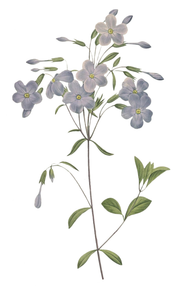 手绘鲜花花卉高清PNG素材，72款透明动植物元素，免费下载