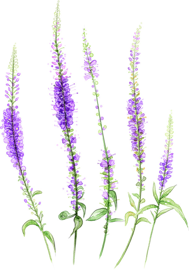 薰衣草PNG高清素材，透明背景、漂浮花瓣，免费下载设计元素