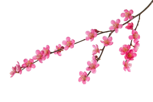 高清桃花树枝PNG透明图，动植物元素设计素材免费下载
