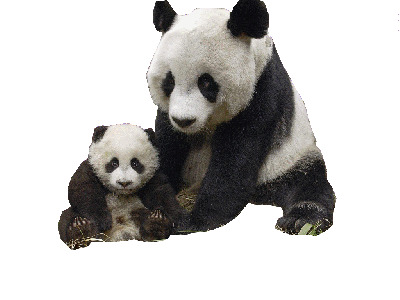 熊猫家族高清PNG透明图片，动植物元素设计素材，免费下载