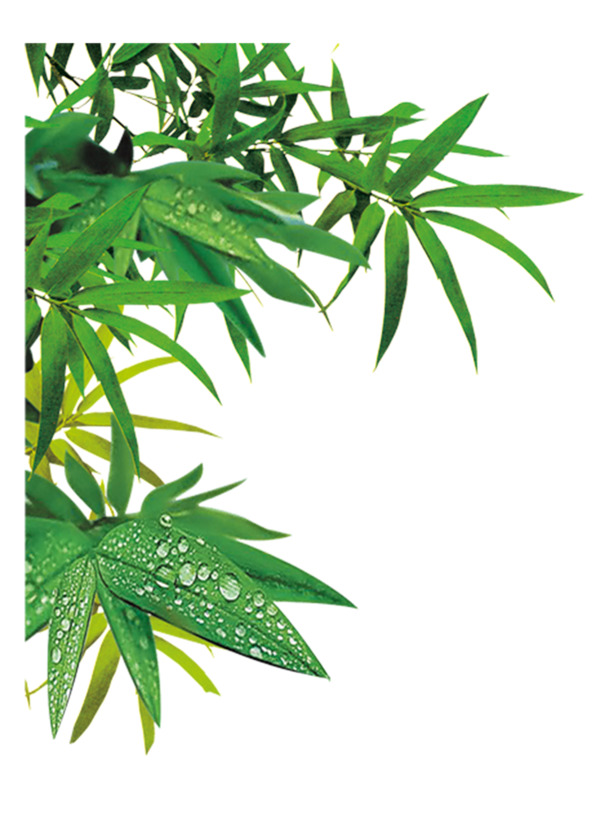 春天绿色竹叶简约PNG透明图片，动植物元素丰富，高清PSD设计素材下载
