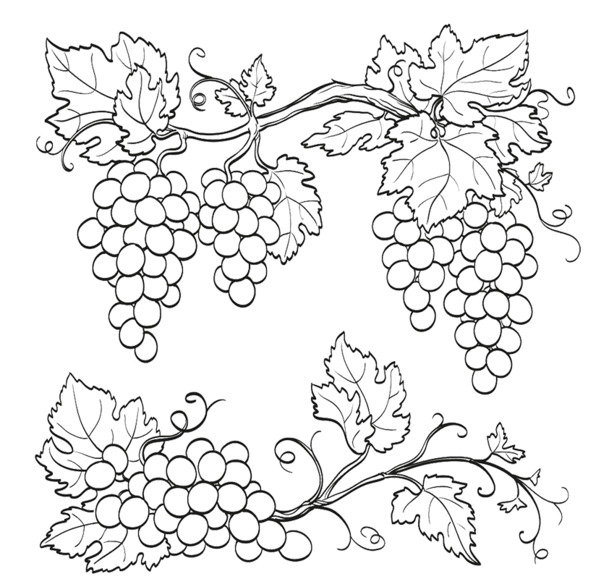 葡萄线稿装饰画，高清PNG透明免扣元素，图标设计素材下载