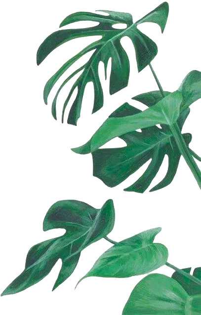 INS风绿色植物PNG透明素材，高清装饰元素，免费下载