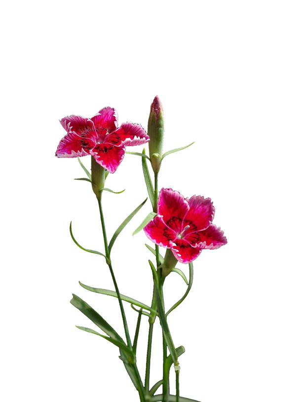 石竹花PNG透明图片，动植物元素植物设计素材，高清下载