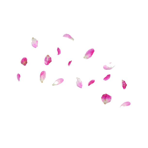 紫色花瓣PNG透明图，高清漂浮元素，设计素材免费下载