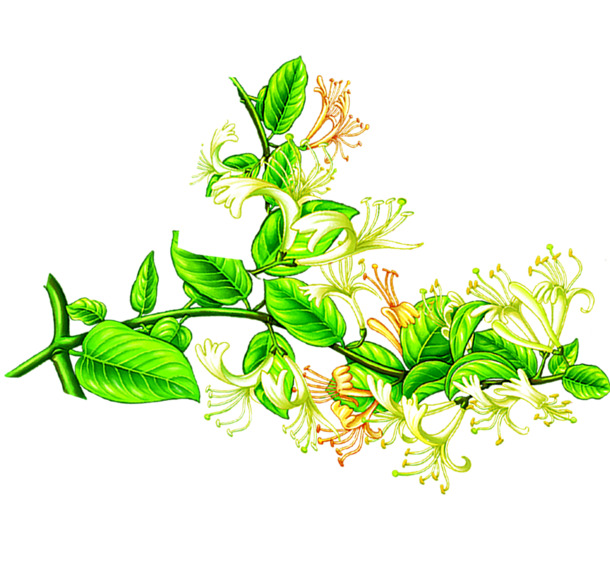 手绘金银花PNG透明图片，清新降火元素，高清装饰素材下载