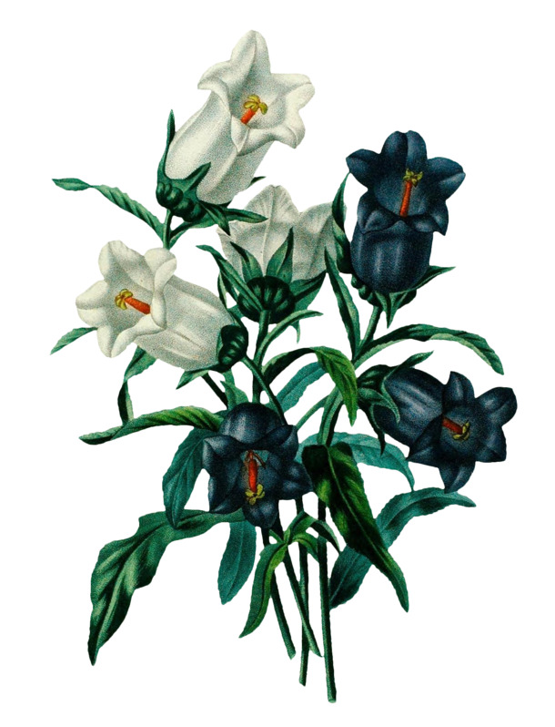 复古手绘植物花卉插画，高清PNG透明动植物元素设计素材下载