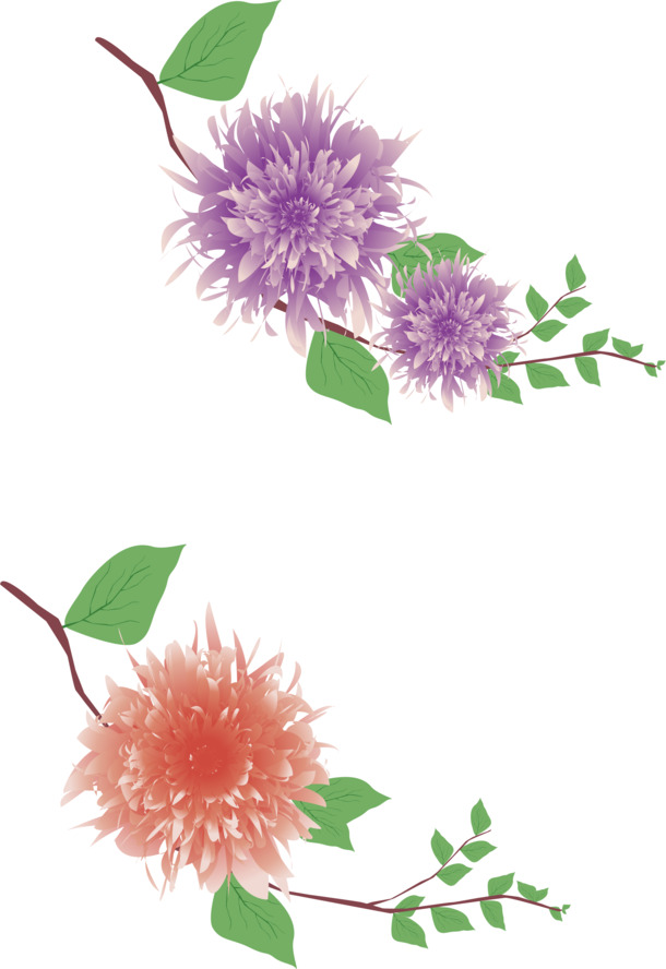 牡丹花装饰背景，紫色花朵高清PNG透明图片，AI设计素材下载