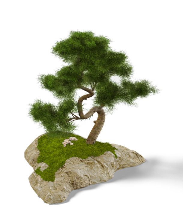 迎客松盆景高清PNG透明图片，动植物元素设计素材免费下载