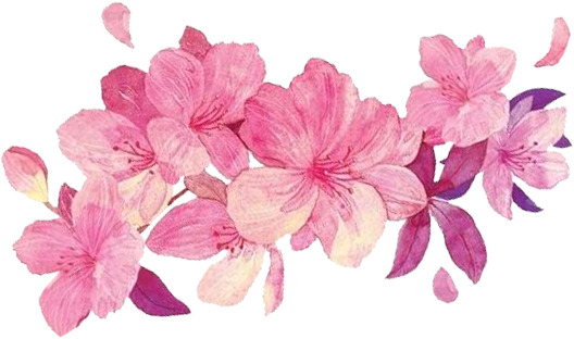 中国风桃花素材，粉色高清PNG透明图片，优雅花瓣漂浮元素，免费下载