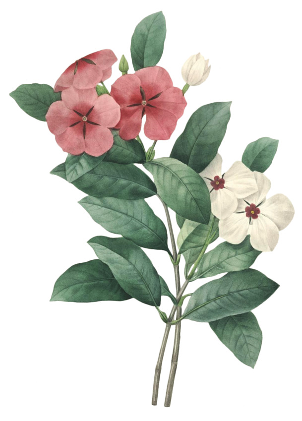 花手绘PNG素材，红绿白清新动植物元素，高清透明图片下载