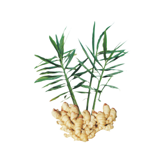 高清PNG透明鲜姜图片，带叶子装饰，植物设计素材下载
